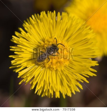 Insekt auf einer Blume