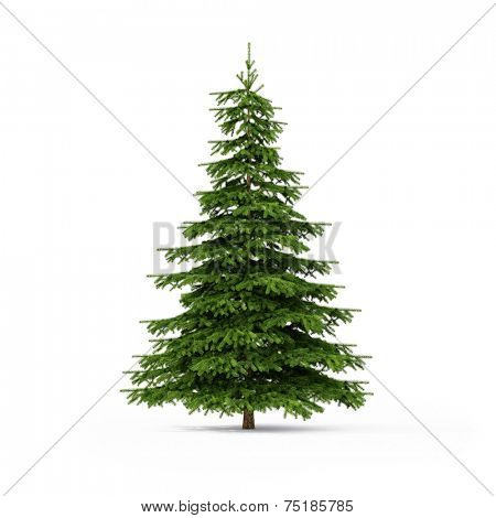 Spruce on a light background with shadow
