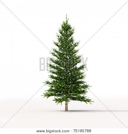 Spruce on a light background with shadow
