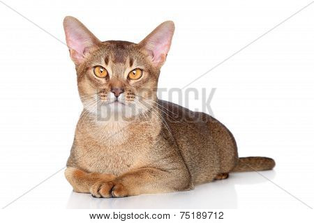 Abyssinian Cat