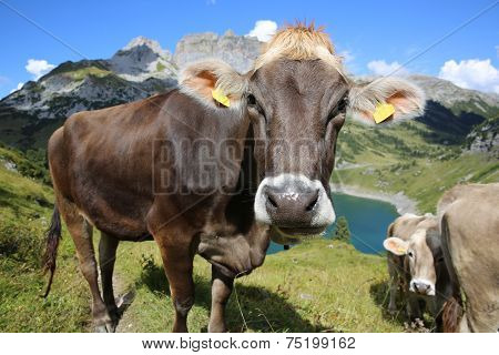 Cattle