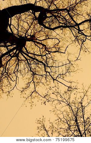 spring crown without leaves
