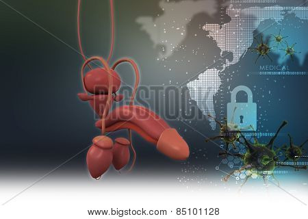 human penis anatomy
