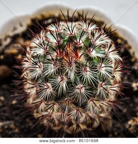 Young cactus Mammillaria in a pot.