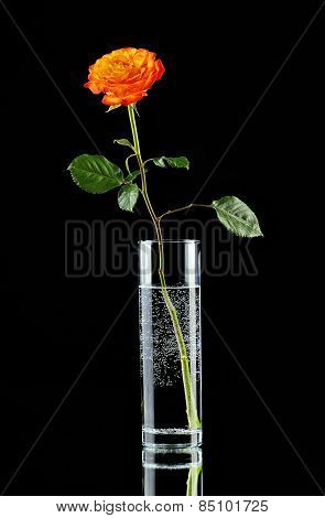 Single orange rose in glass vase
