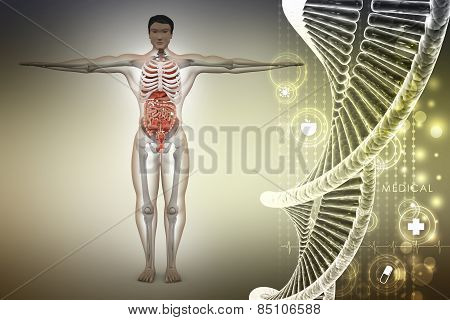 human anatomy with dna