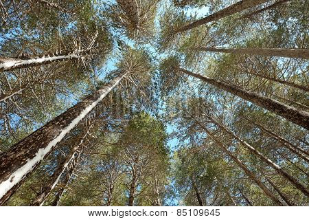 circle high pines trees in Etna National Park, Sicily