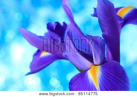 Beautiful blue iris flowers background