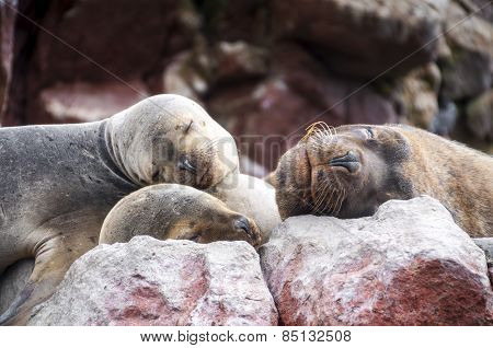 Sealions pup sleeping on a rock
