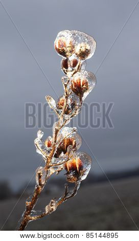 Frozen Crape Myrtle