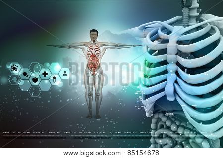 human anatomy