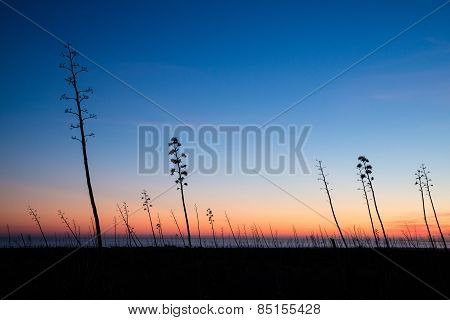 Agaves At Dusk