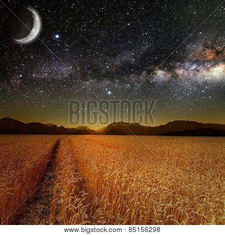 field of grass. meadow wheat under stars sky.  Elements of this image furnished by NASA