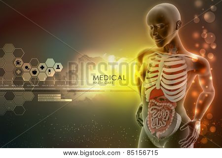 human anatomy