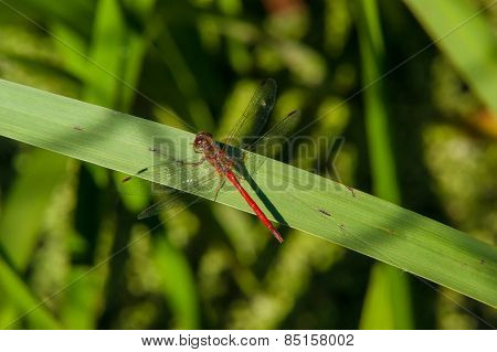 Ruby Meadowhawk Dragonfly