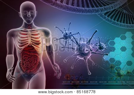 human anatomy