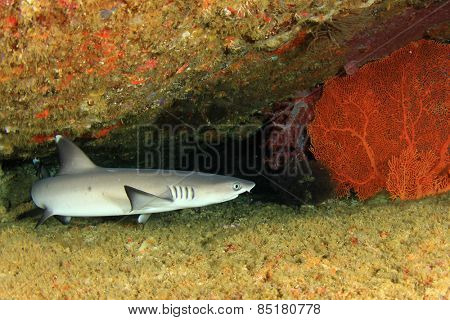 Whitetip Reef Shark