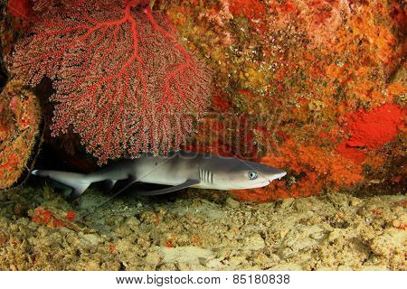 Whitetip Reef Shark