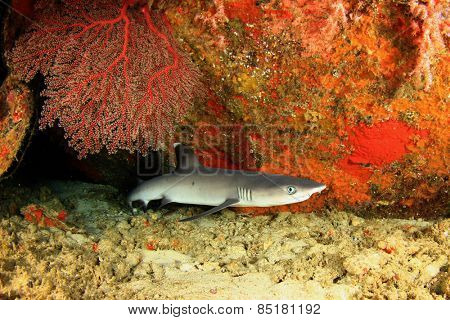 Whitetip Reef Shark