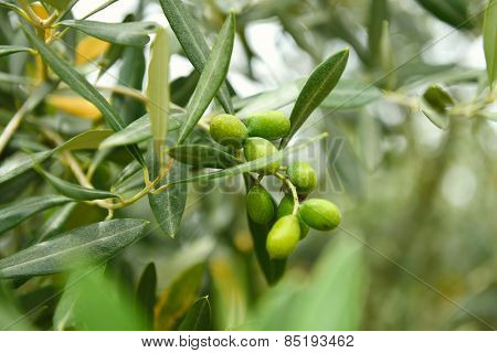 Olive trees garden, mediterranean olive field ready for harvest. 