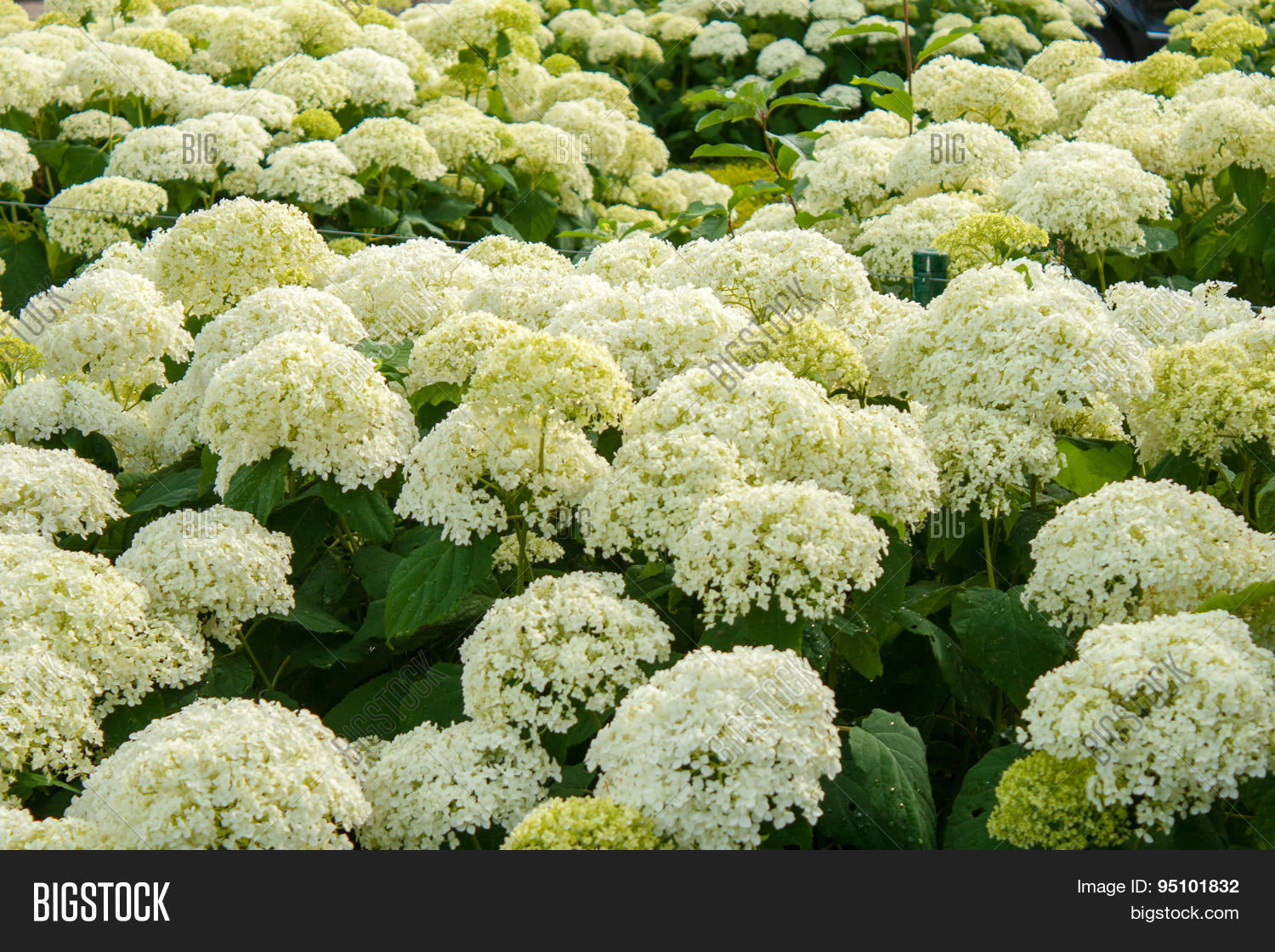 Уайт болл. Уайт болл. Уайт болл. Уайт болл. Уайт болл.
