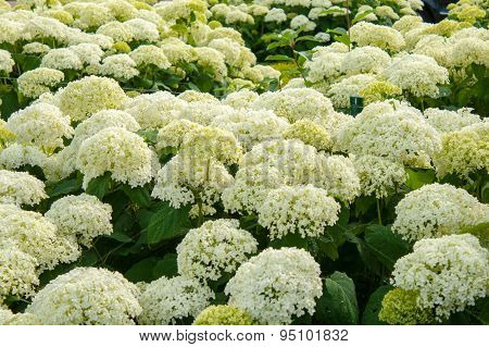 Hydrangea Arborescens Annabelle  White Balls Summer Flowers