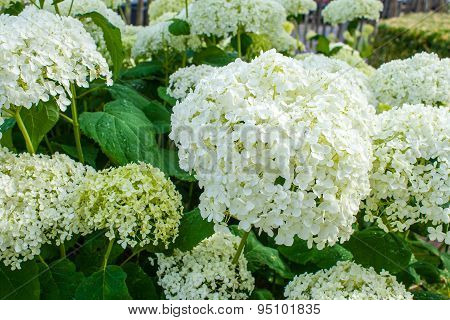 Hydrangea Arborescens Annabelle  White Balls Summer Flowers