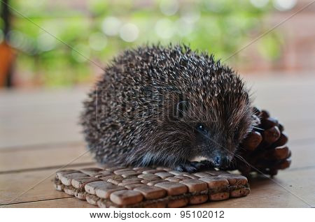 Hedgehog On The Wooden Table With Cons