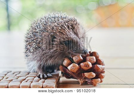 Hedgehog On The Wooden Table With Cons