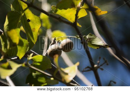 Washnut Tree