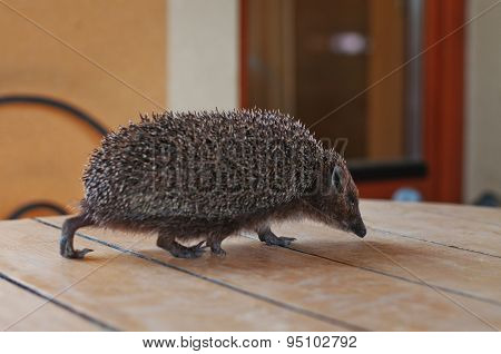 Hedgehog On The Wooden Table