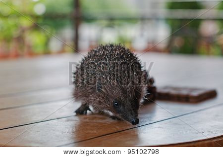 Hedgehog On The Wooden Table