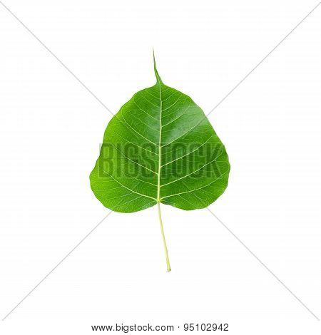 Green Leaf Pho Leaf, Bo Leaf, Isolated On White Background