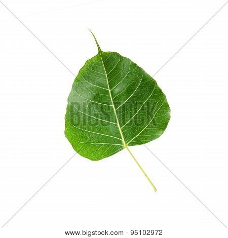 Green Leaf Pho Leaf, Bo Leaf, Isolated On White Background