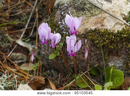 Cyclamen