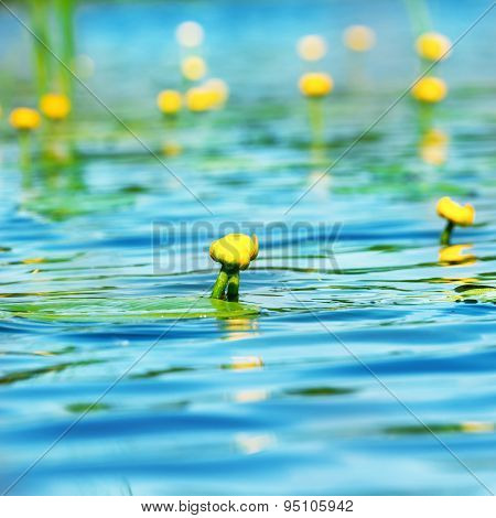 Water Lily On Pond