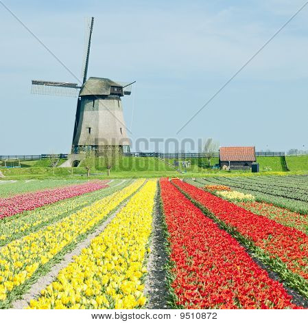 Větrný mlýn s Tulipán pole poblíž Schermerhorn, Nizozemsko