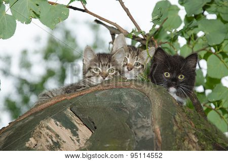 Three Young Wild Cats