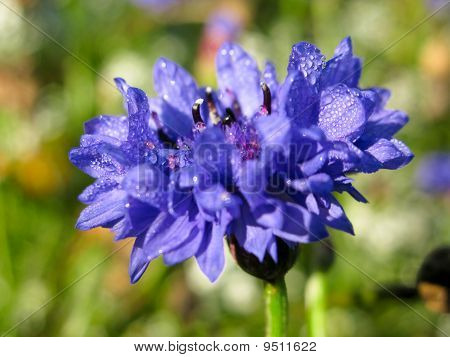 Closeup ของคอร์นฟลาวเวอร์ Centaurea cyanus