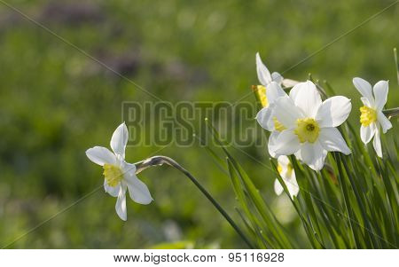 Yellow and white narcissuses in a garden