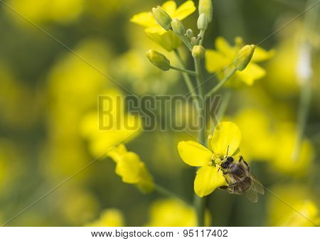 Working bee on canola plant.