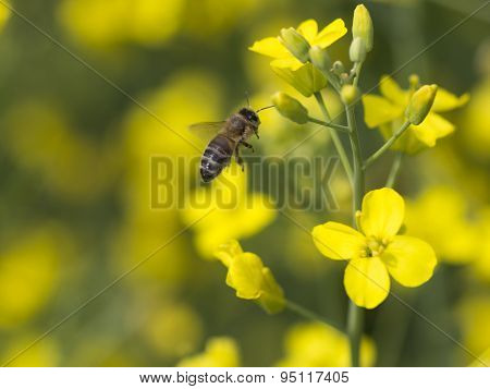 Working bee on canola plant.