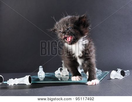 Meowng Kitten On Glass Chessboard With  Pieces