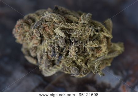 Bordello Medical Marijuana Indica