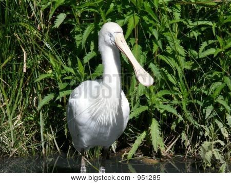 Skestorke