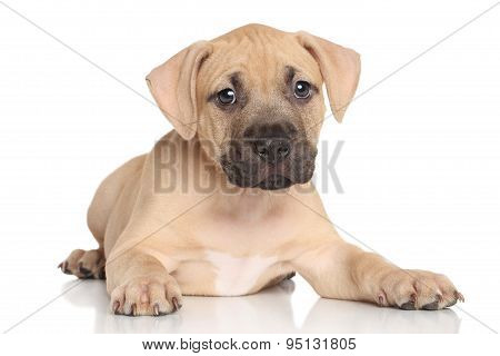 American Staffordshire Terrier Puppy