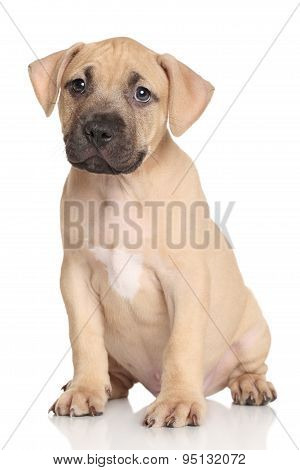 Amstaff Puppy