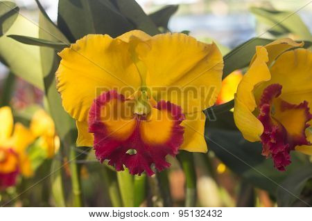 Orchid Flower