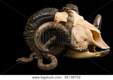 The male morelia spilota harrisoni python on black background