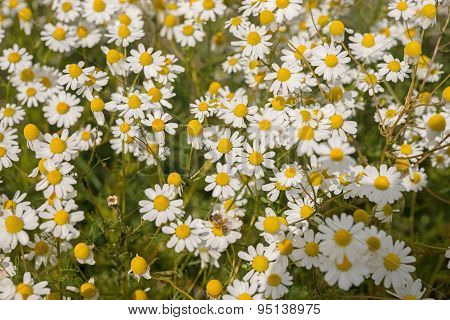 Chamomile plants, chamomile field